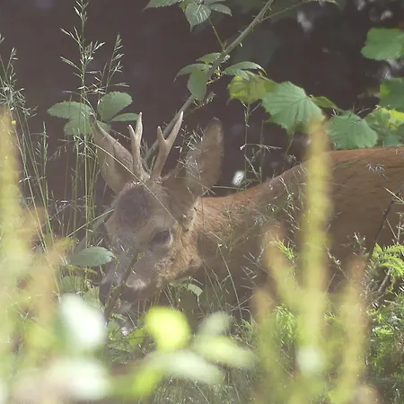 L'à Côté, Plain-pied Sans Vis-à-vis. *