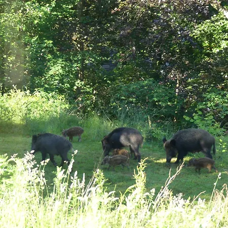L'à Côté, Plain-pied Sans Vis-à-vis.