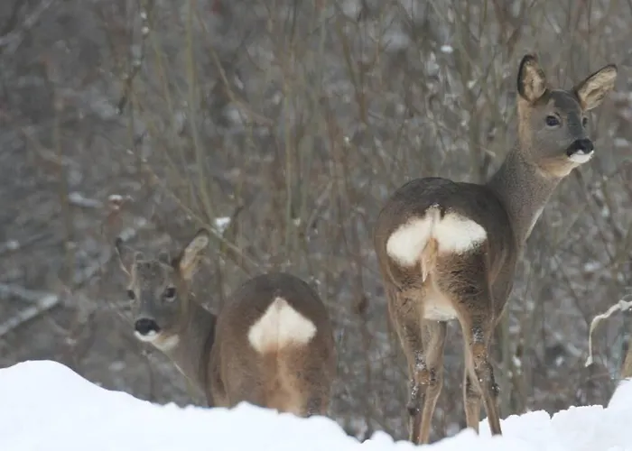 L'à Côté, Plain-pied Sans Vis-à-vis.