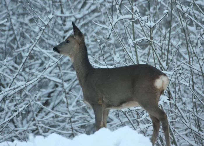 Сasa de vacaciones L'à Côté, Plain-pied Sans Vis-à-vis. Spa