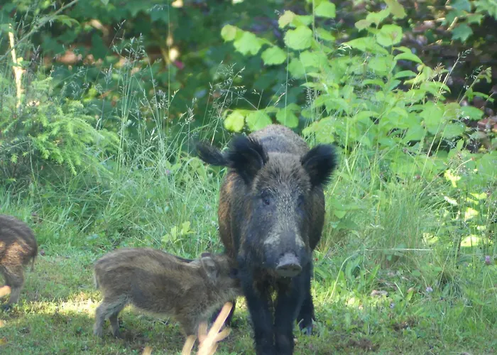 L'à Côté, Plain-pied Sans Vis-à-vis. Сasa de vacaciones