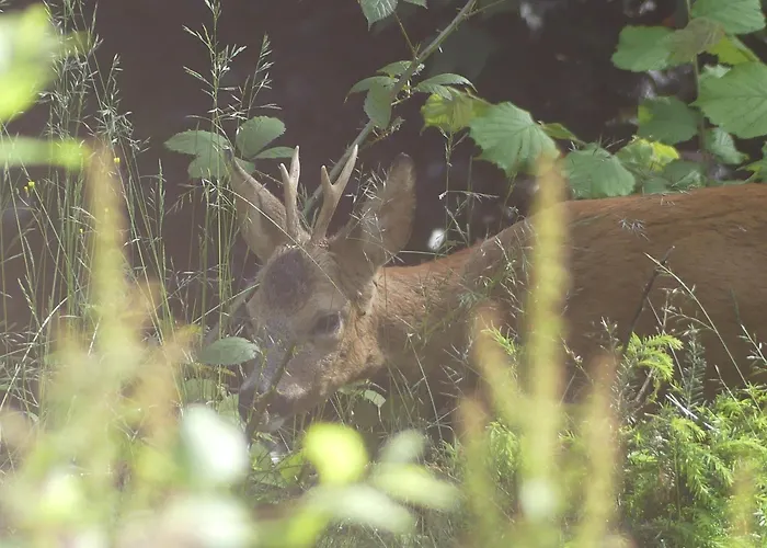 L'à Côté, Plain-pied Sans Vis-à-vis. *