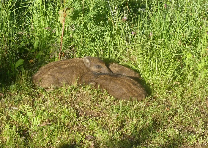 L'à Côté, Plain-pied Sans Vis-à-vis. Spa